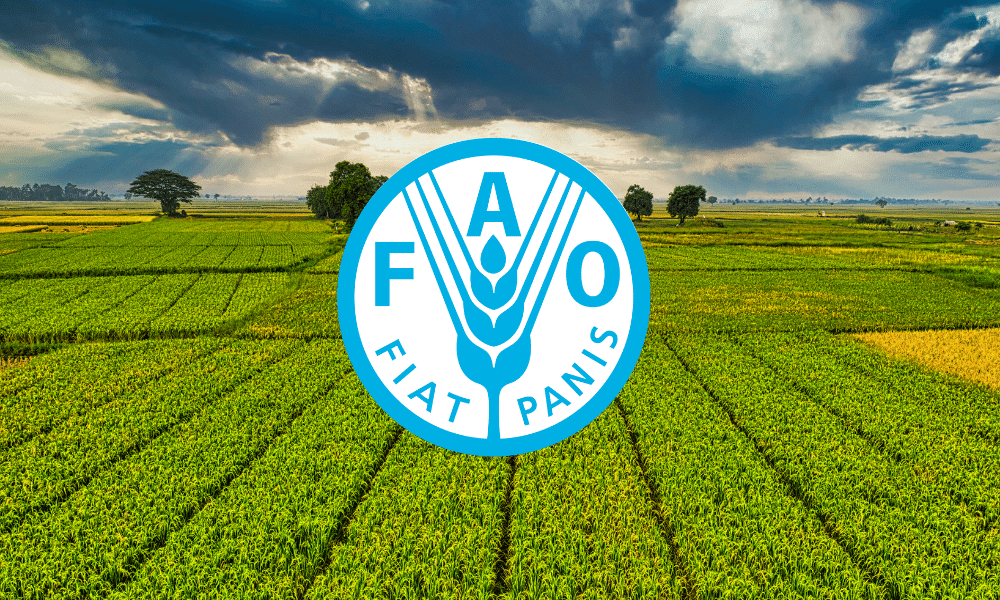 Küresel Gıda Fiyatları Ekimde Geriledi: FAO Gıda Fiyat Endeksi 126,4 Puana Düştü