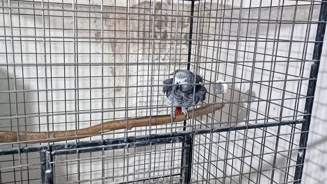Tekirdağ'da Yasa Dışı Yollardan Getirilen 7 Papağan ve 45 Kumru Koruma Altına Alındı