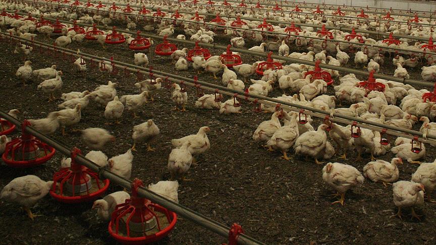 İspanya'da kuş gribi alarmı: Tüm kümes hayvanları karantinaya alındı