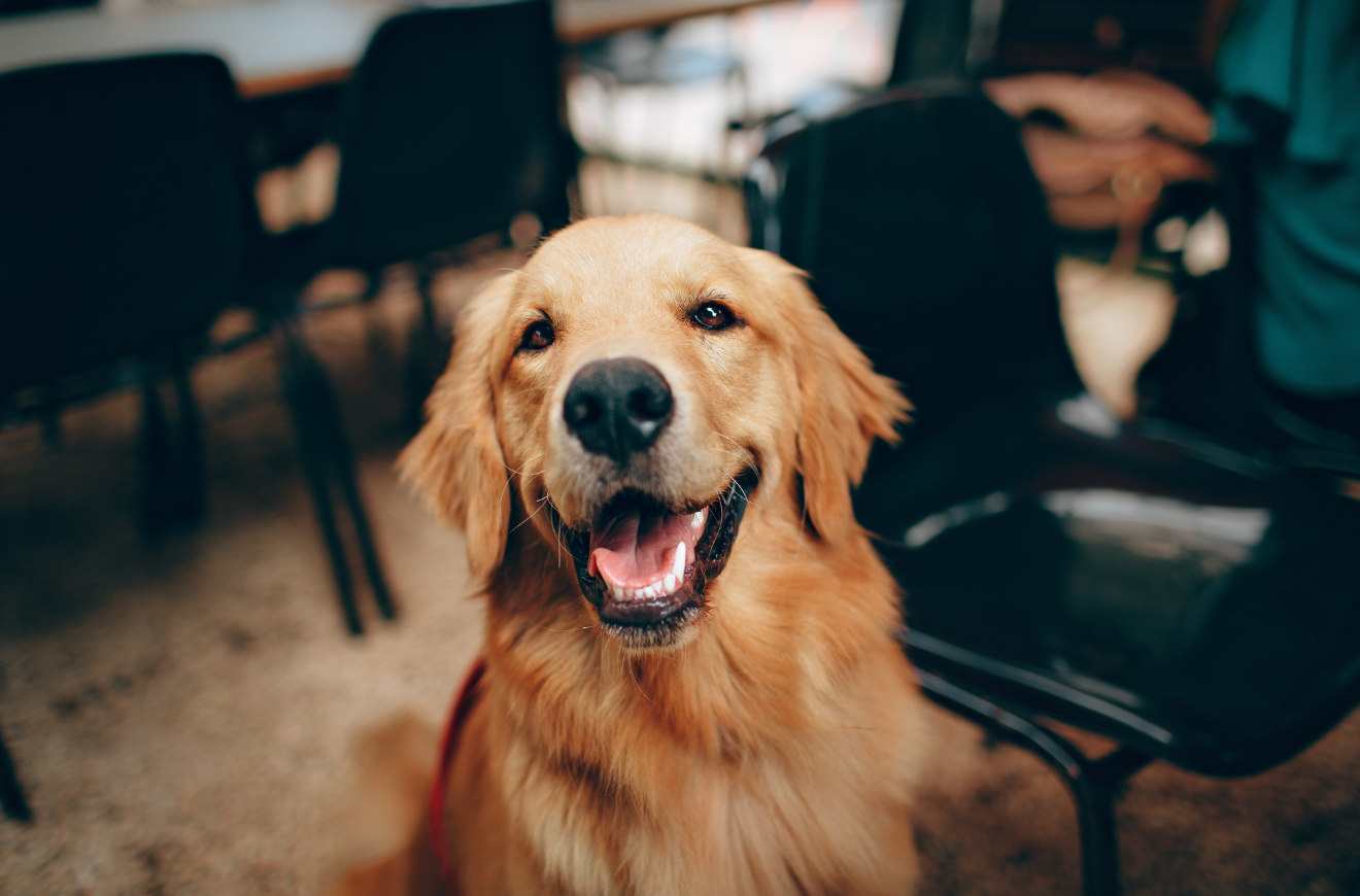 Golden retriever'lar, insanlarla benzer duyguları etkileyen genlere sahip
