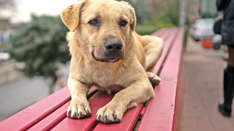 Samsun İlkadım'da 9 Köpek Çöp Kutusunda Ölü Bulundu: Valilik Soruşturma Başlattı