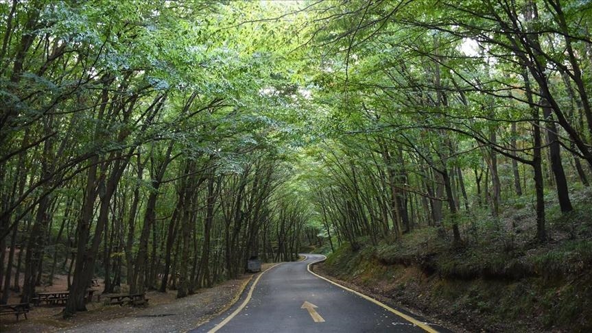 Kastamonu'da Ormanlık Alanda Kaybolan Kişi Ekipler Tarafından Bulundu