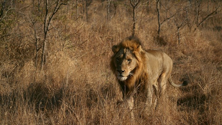 Duvarları aşarak aslan kafesine giren genç, saldırıya uğradı