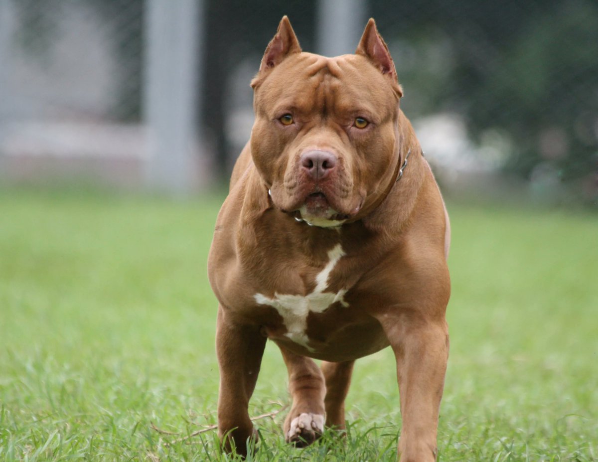 Ankara'da 2 Kardeşe Saldıran Pitbull ve Sahibi Yakalandı
