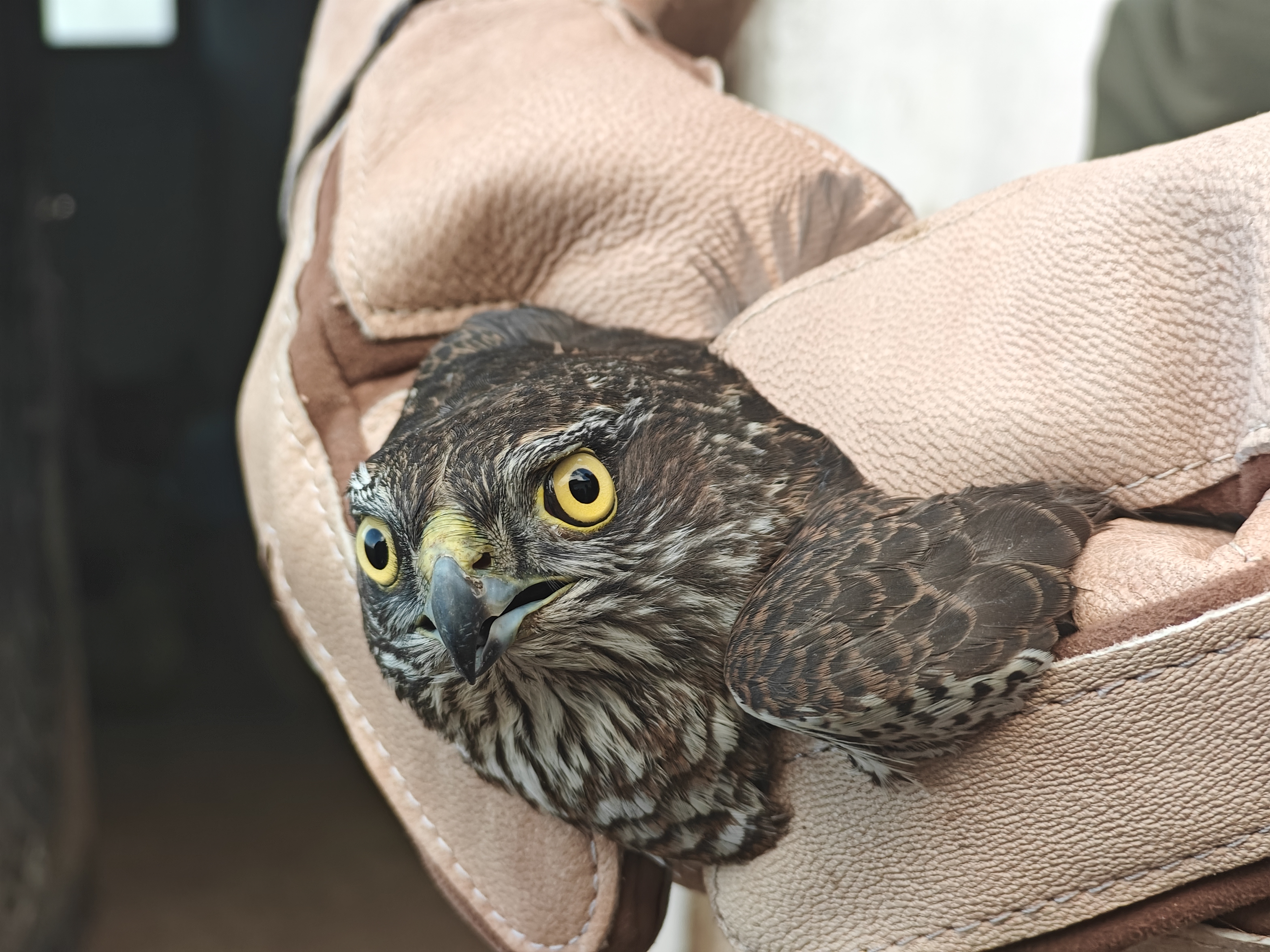 Muşta Bulunan Yaralı Atmaca Koruma Altına Alındı