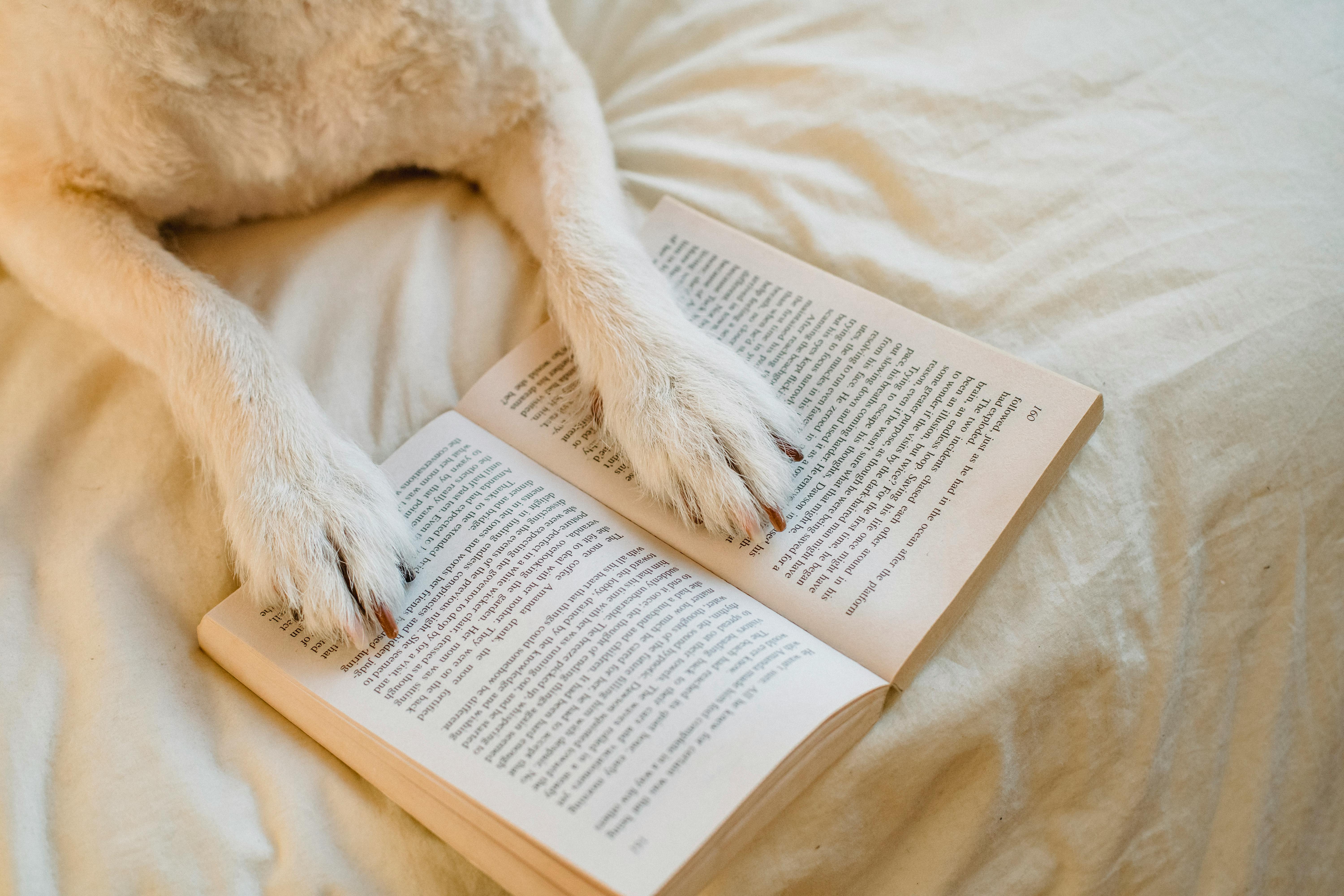 İçinde Hiç 'E' Harfi Olmayan Kitap: Gadsby Romanının Hikayesi