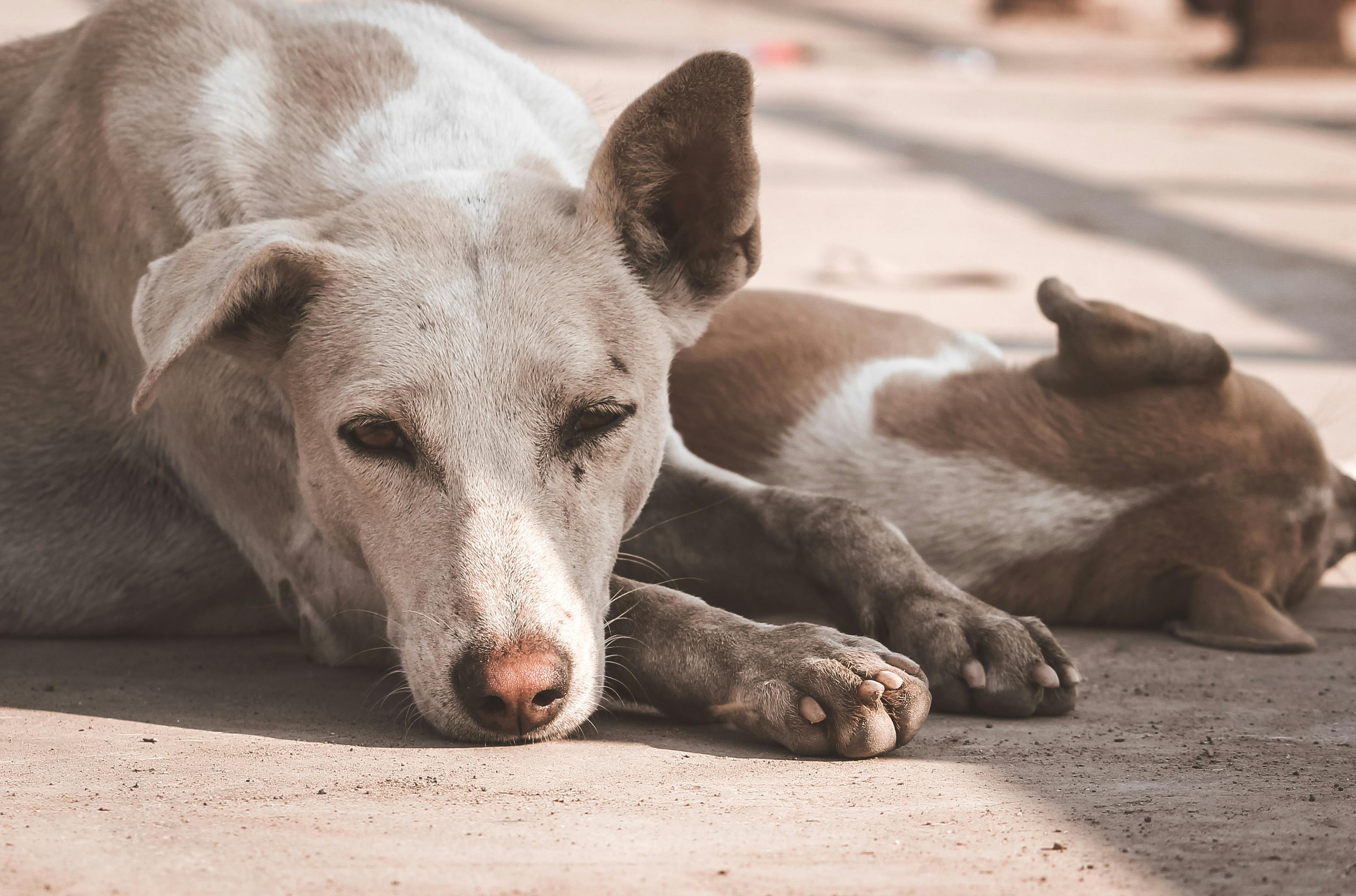 Köpekleri Çok Sevmemizi Bilim Dünyası Nasıl Açıklıyor?