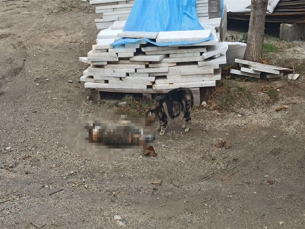 01KC7CQ6REMA12XM4APM6JTPMS