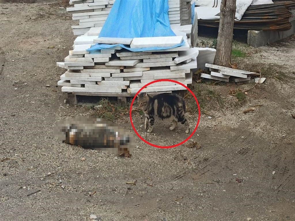 Kayseri'de kediye çarpan otomobil sonrası duygusal anlar