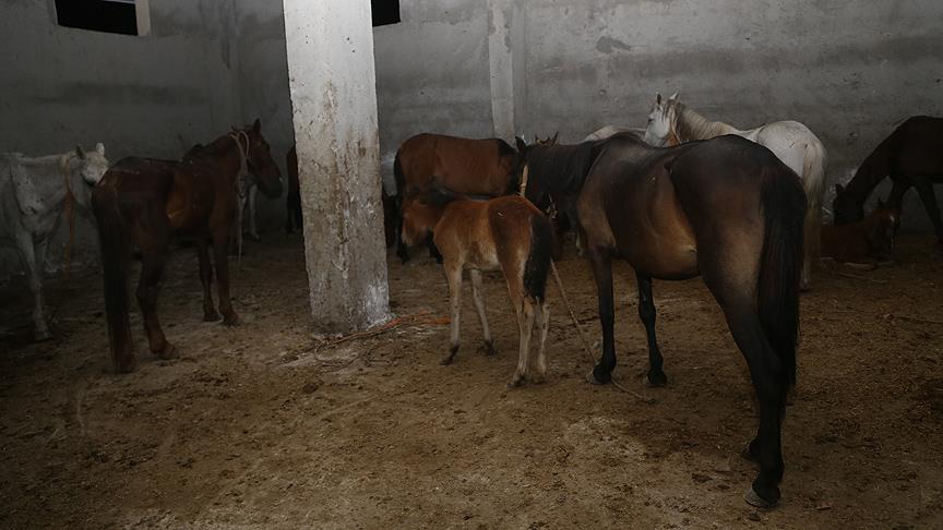 Ataşehir'de depoda atların kesildiği iddiasına ilişkin 2 zanlı yakalandı