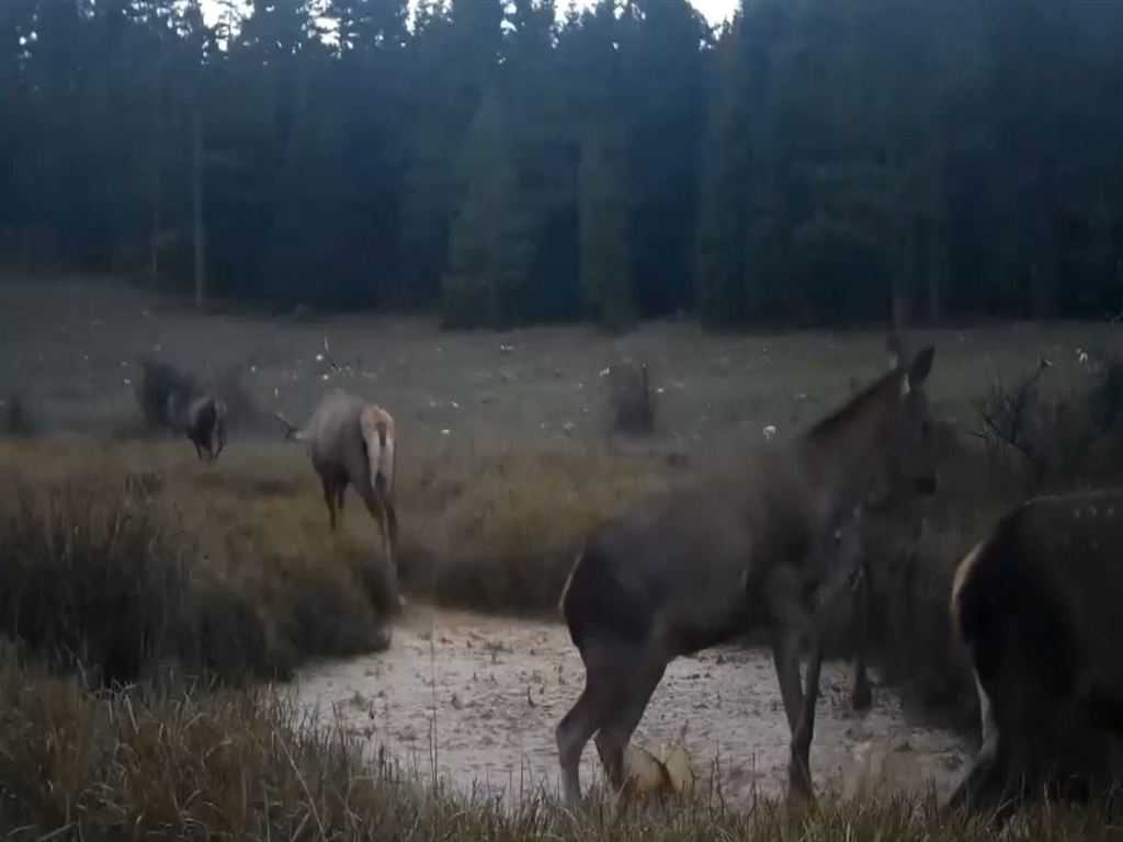 01KCC41SR7E3ME4T419P3373NS