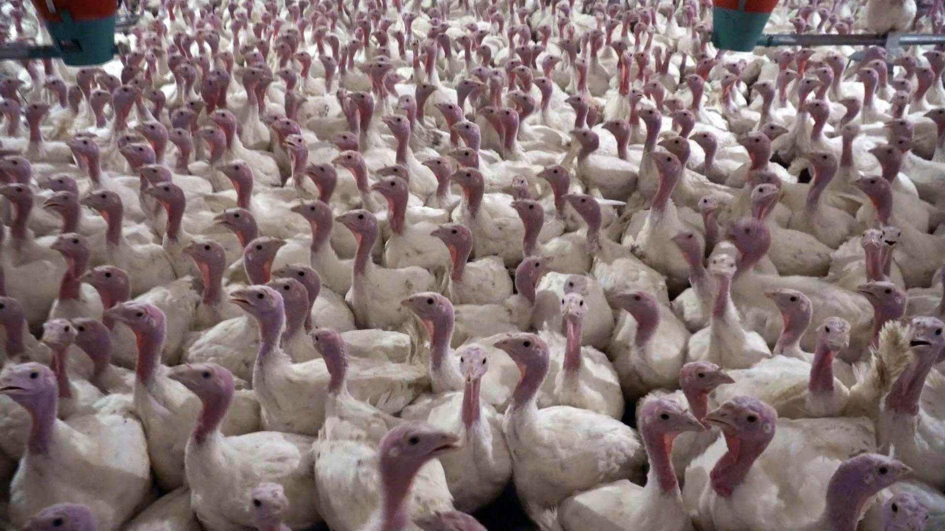 Yılbaşı yaklaşıyor, hindi fiyatları cep yakıyor! 