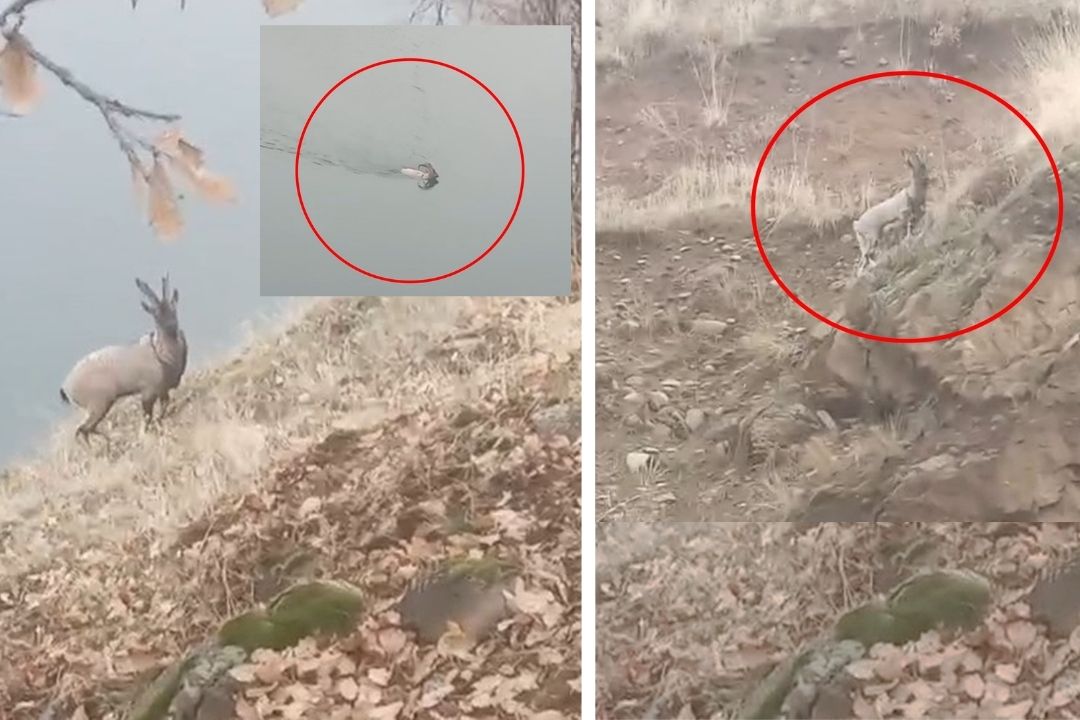 Ender rastlanır cinsten: Barajı yüzerek geçti, görenleri şaşkına çevirdi!