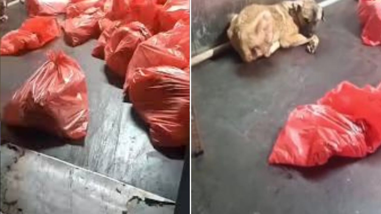 Barınaktaki skandal görüntüler tepki çekti! Ankara Büyükşehir Belediyesi harekete geçti
