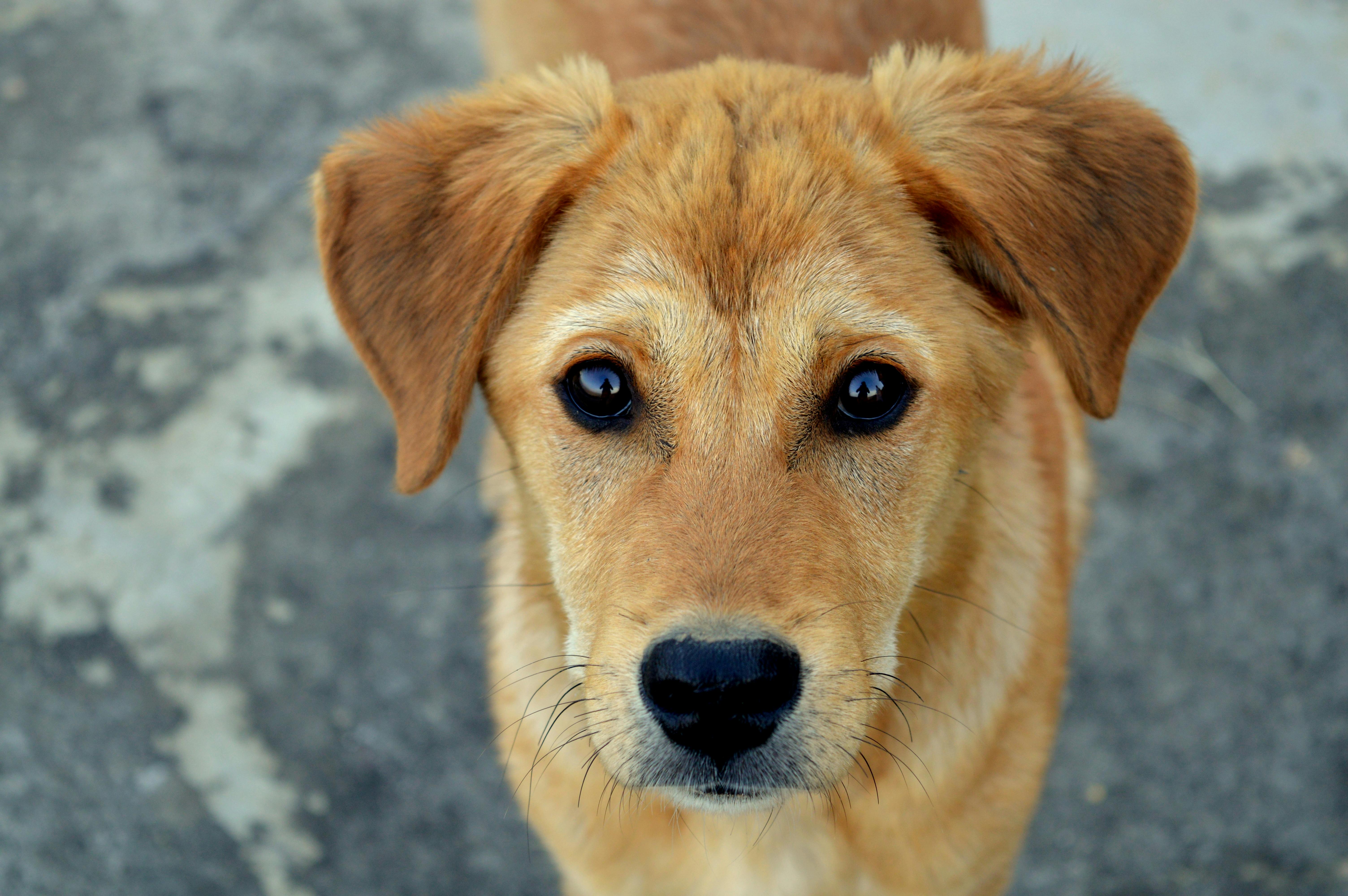 Köpeklerin Altıncı Hissi Gerçek mi? Bilim Ne Diyor?
