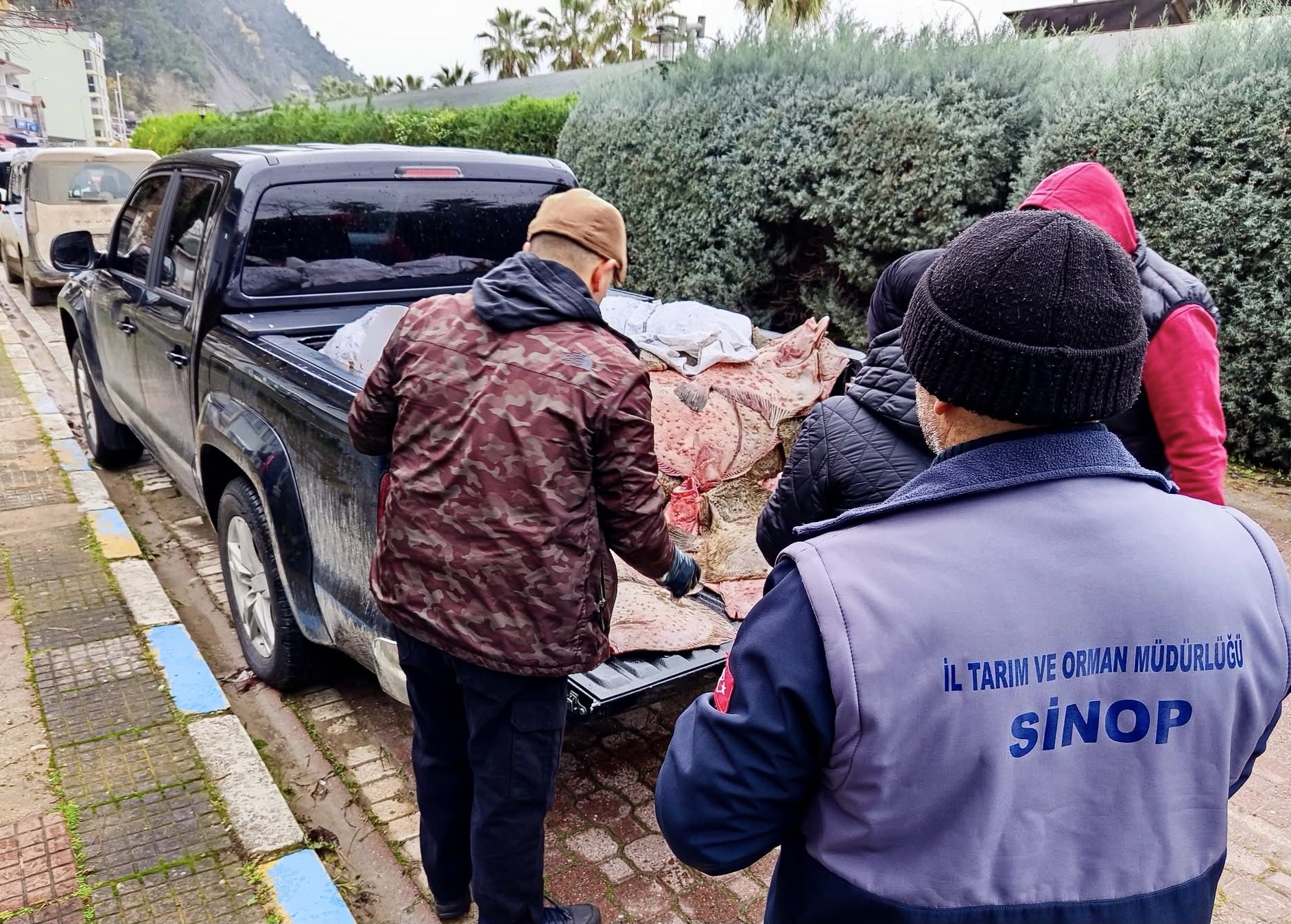Sinop'ta kaçak avlanan 625 kalkan balığı vatandaşlara dağıtıldı