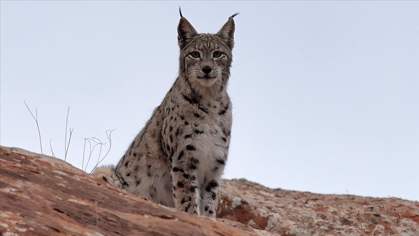 WWF 2025 Raporunda Açıkladı! Hangi Türler Kazandı, Hangileri Yok Oldu?