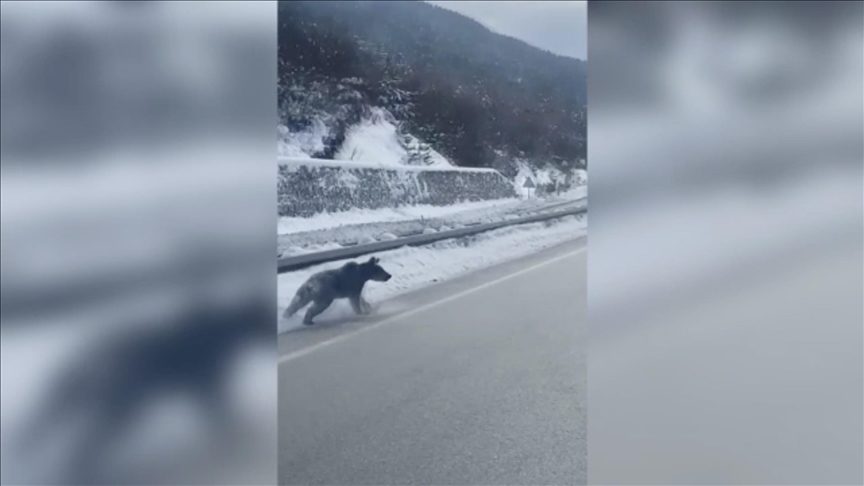 Kastamonu'da kara yoluna inen bozayılar kamerada