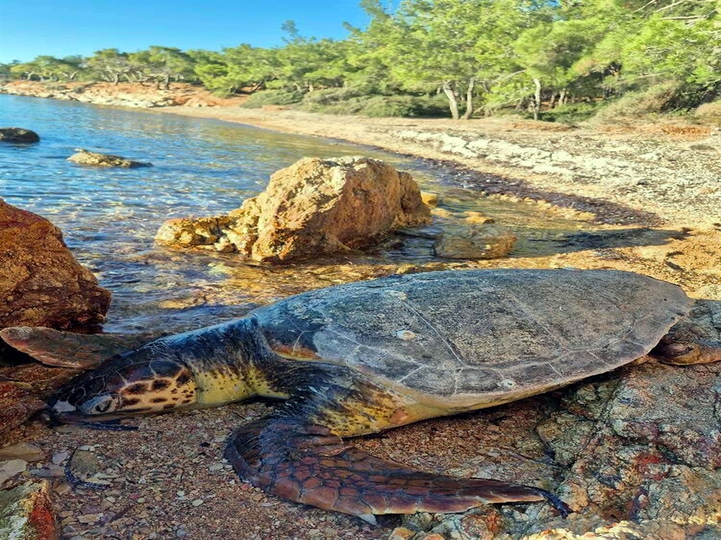 Ayvalık'ta ölü deniz kaplumbağası kıyıya vurdu
