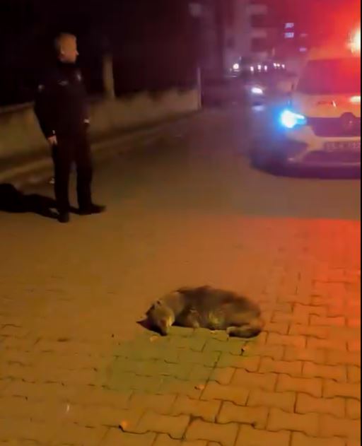 Atakum'da Yerde Bulunan Çakal Yavrusu Tedavi Altına Alındı