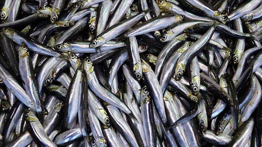Hamsi 2025'te zirveye çıktı, palamut geriledi