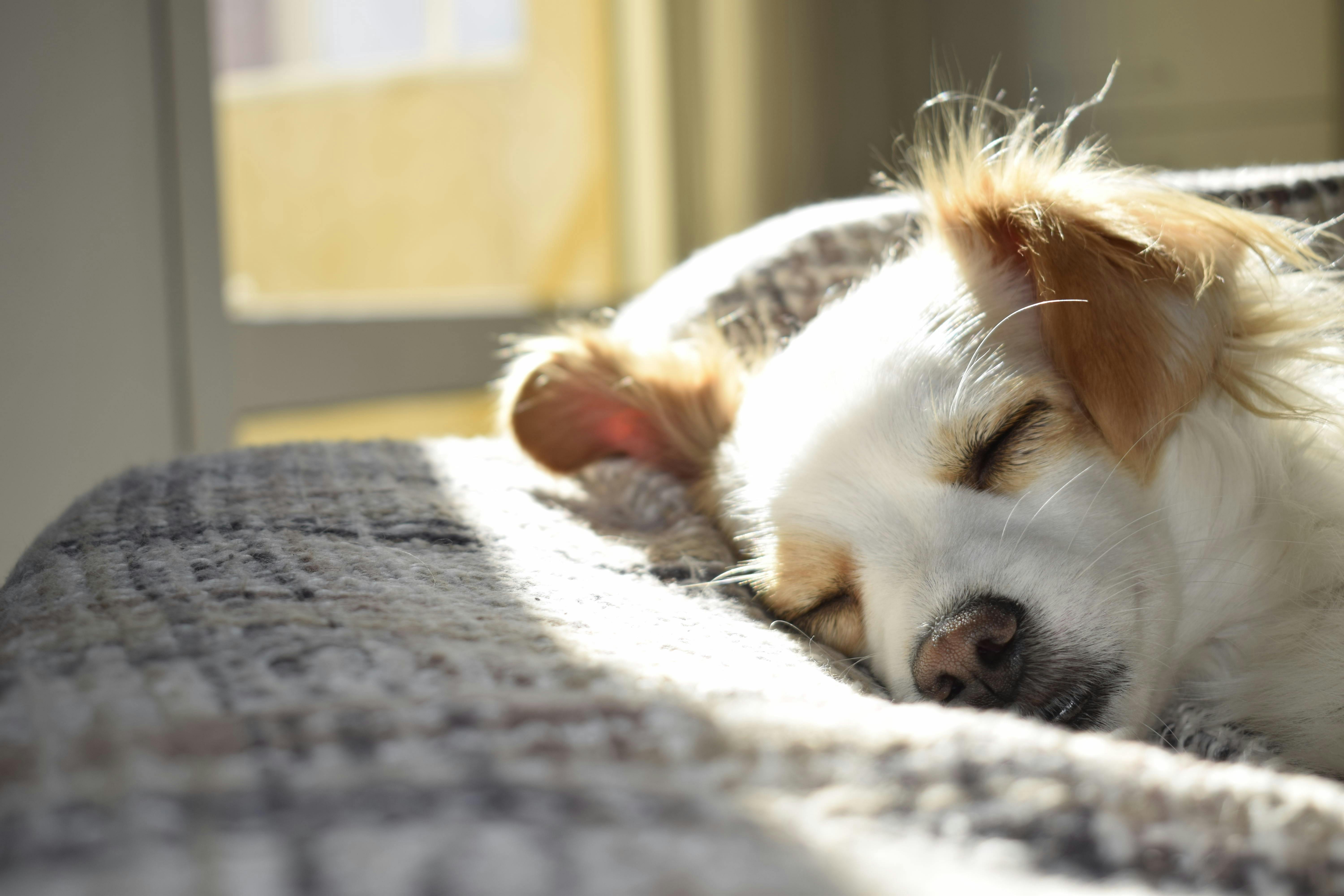 Müzik Terapisi Kedi ve Köpeklerde İşe Yarıyor mu?