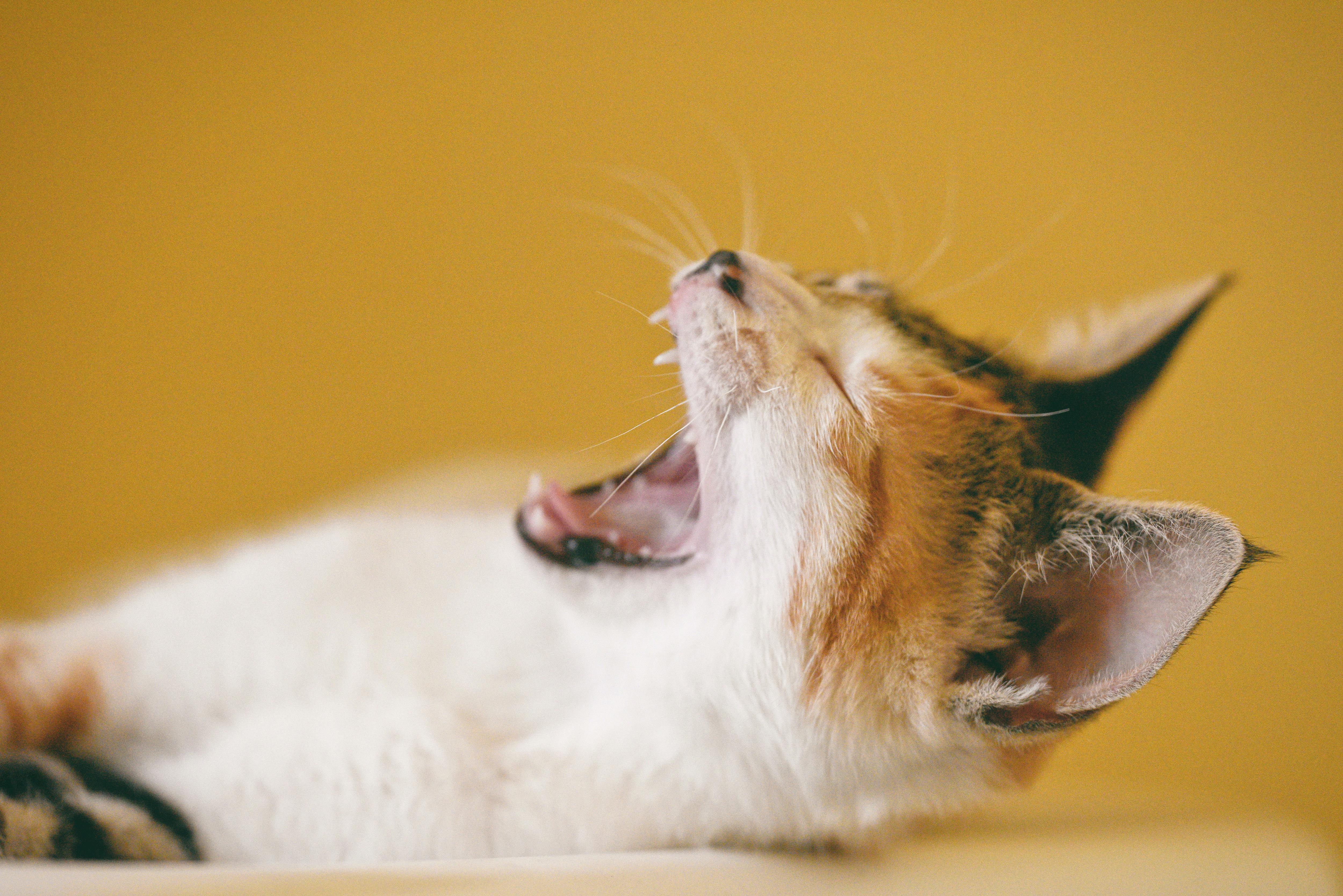 Müzik Terapisi Kedi ve Köpeklerde İşe Yarıyor mu?