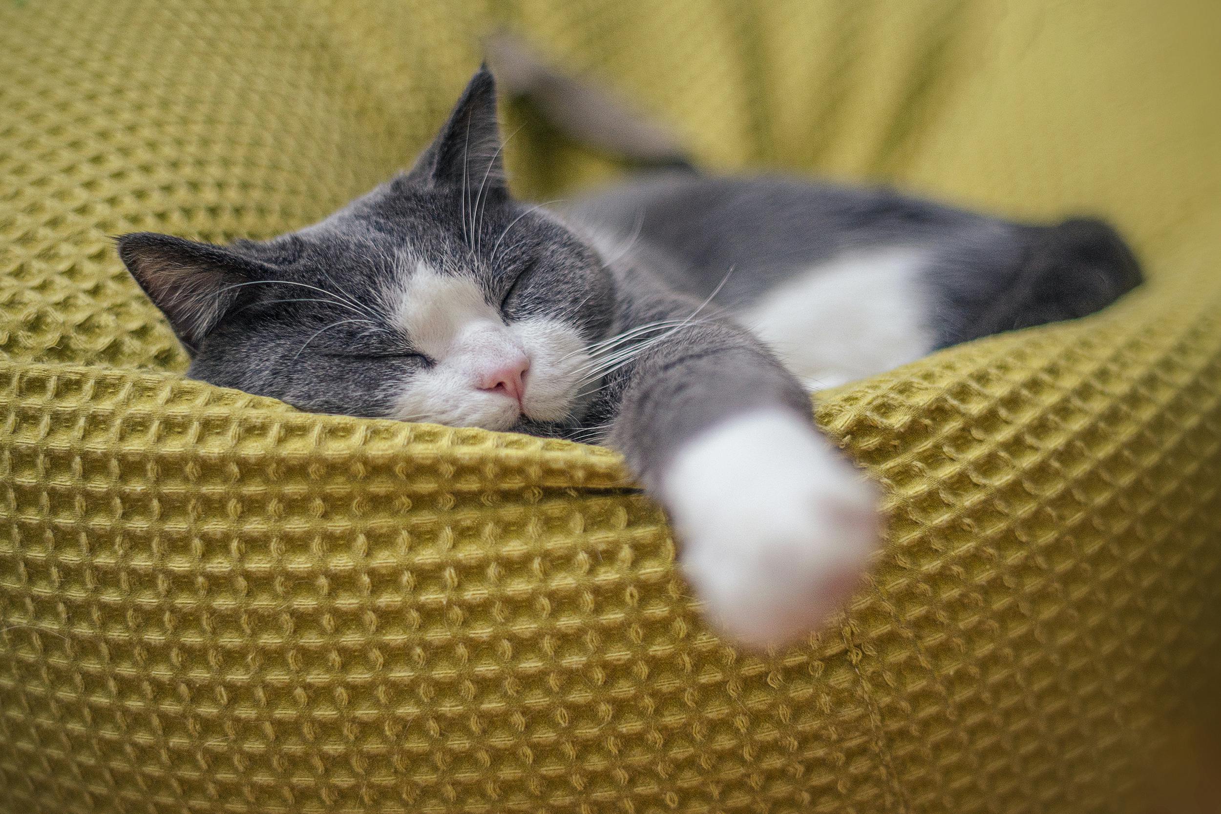Müzik Terapisi Kedi ve Köpeklerde İşe Yarıyor mu?