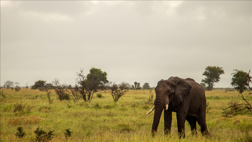 Kruger Ulusal Parkı sel nedeniyle geçici olarak kapatıldı