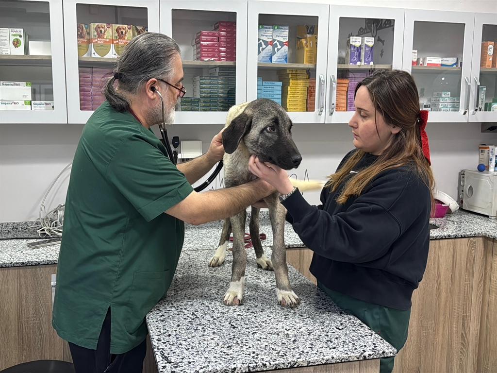 Ordu'da sokak köpekleri vuruldu: 10 günde 3 vahşet