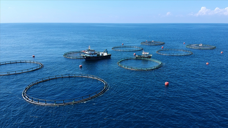 Karadeniz su ürünlerinde ihracatını büyüttü: Gelir 400 milyon doları aştı