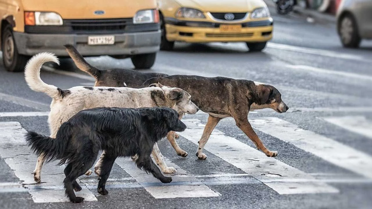 Ankara'da Sahipsiz Köpeklerden Kaçarken Yaralanan Kişinin Tedavisi Sürüyor