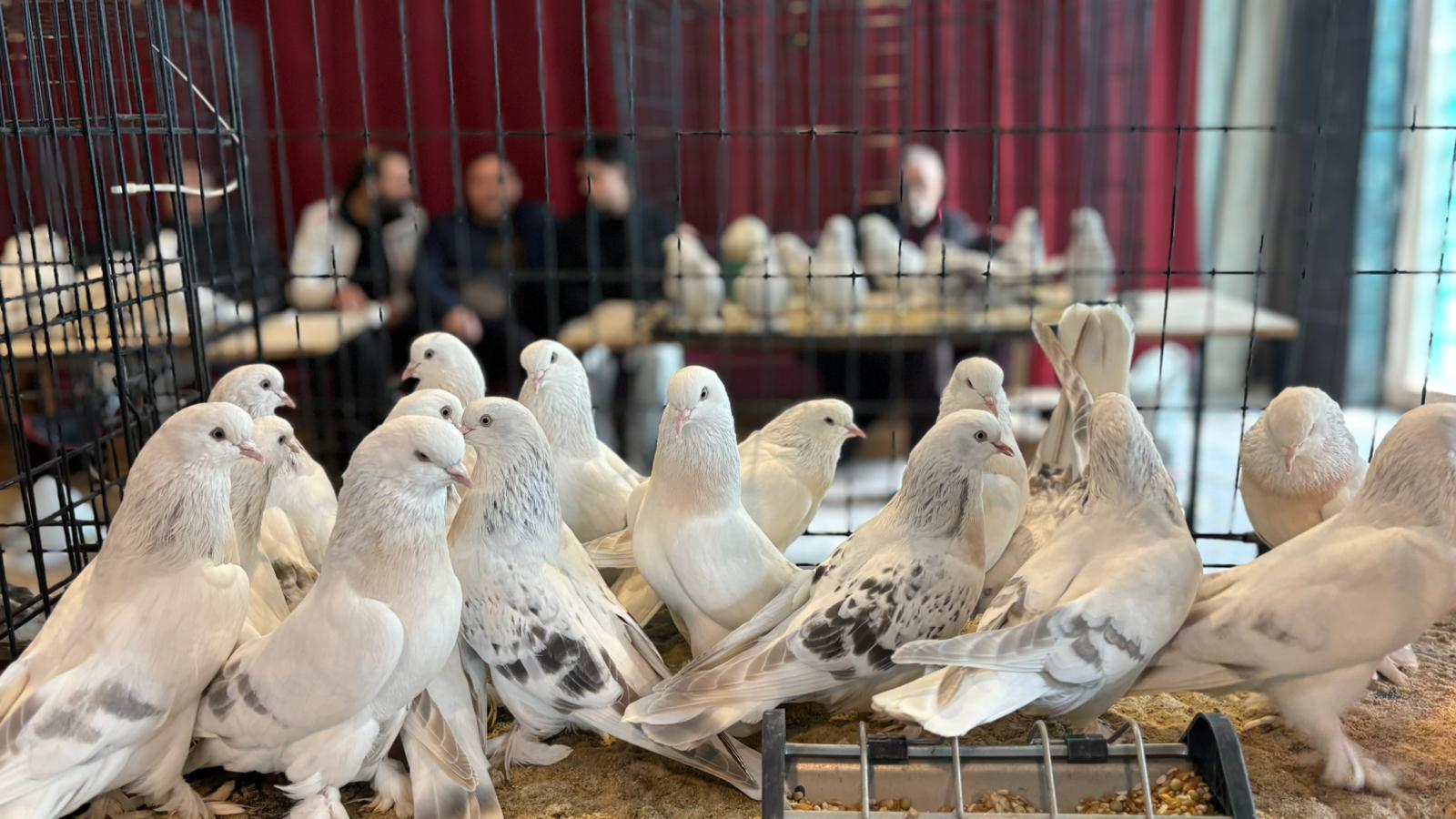 Uluslararası Şebap Güvercin Festivali Ankara'da Meraklılarını Buluşturdu