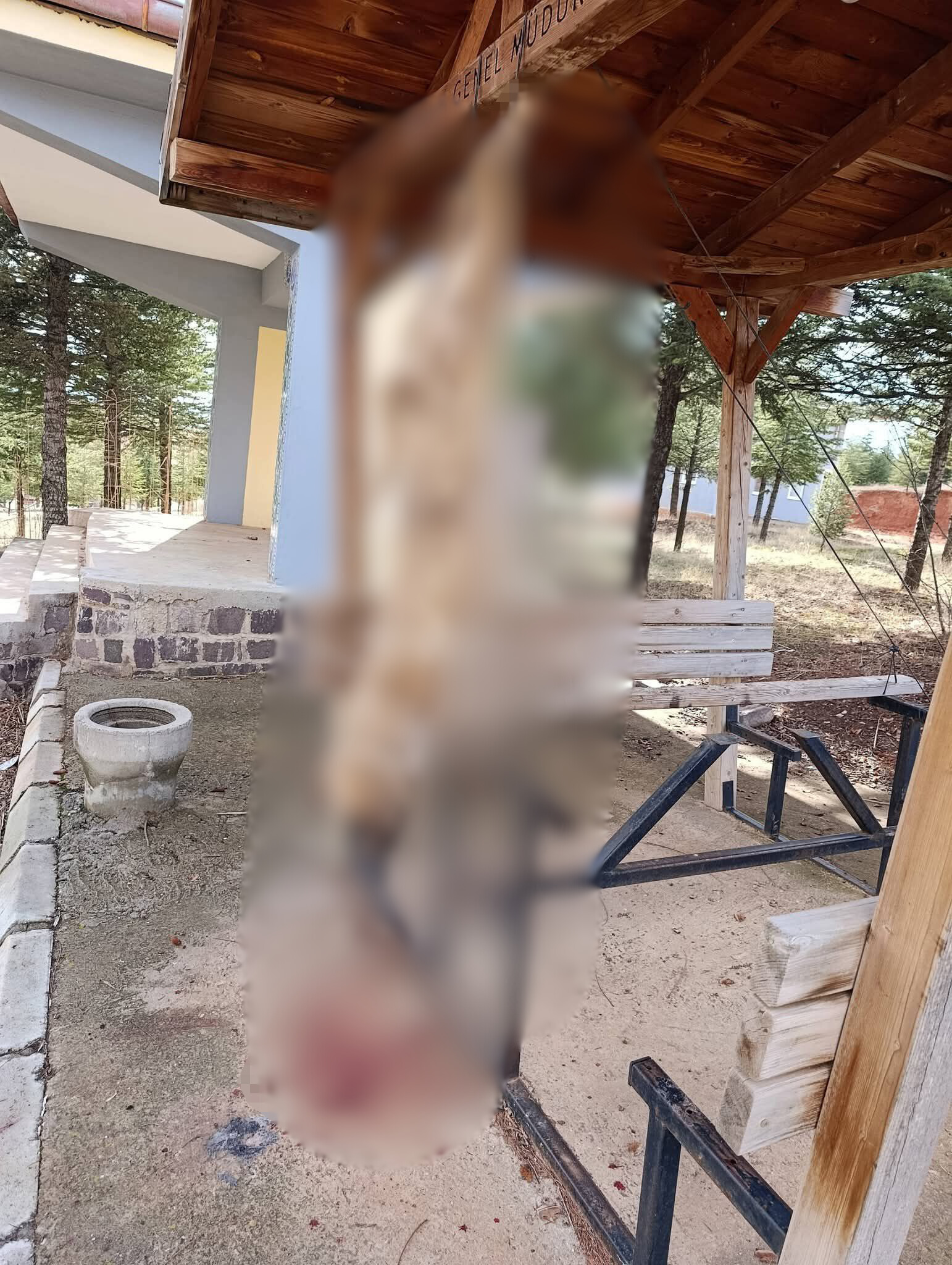 Afyonkarahisar'da Hayvan Vahşeti: Köpek Ayaklarından Asılarak Öldürüldü