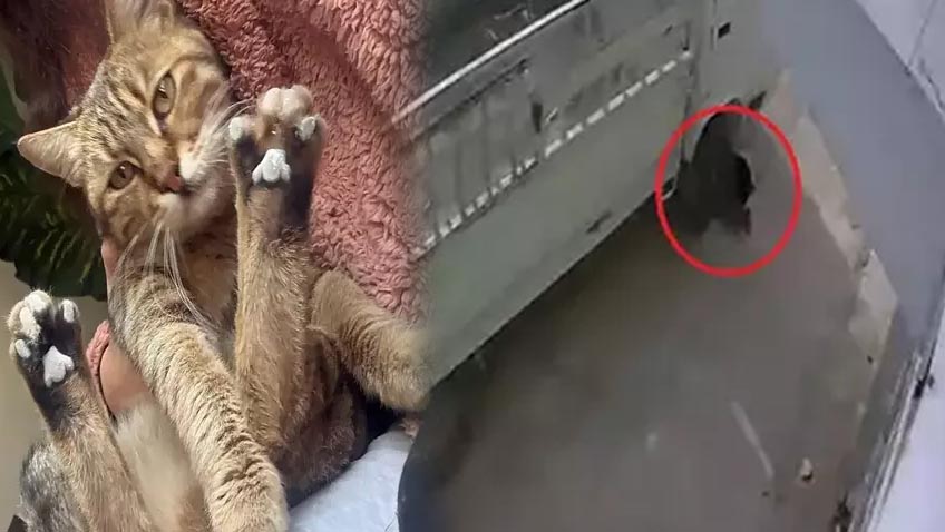 Adana'da kediyi ezip kaçmıştı! Mahkemeden ibretlik ceza