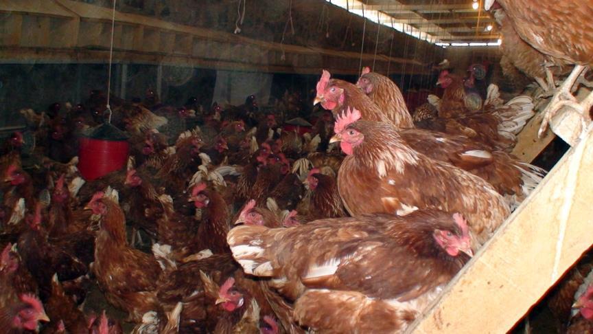Herkesten gizli evlerinde yaşıyormuş! Öldürdüğü tavuklar bulununca gerçek ortaya çıktı