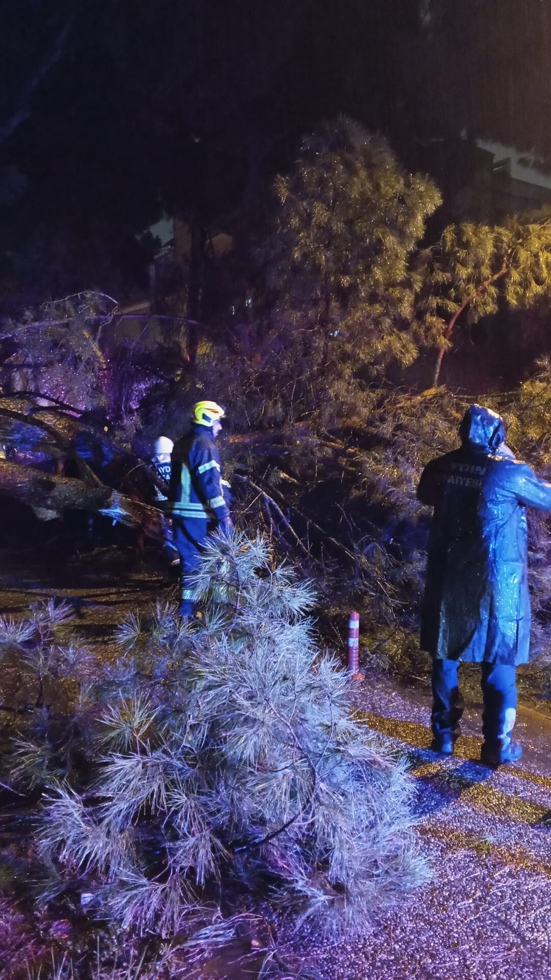 Aydın'da seyir halindeki otomobilin üzerine ağaç devrildi: 2 kişi yaralandı