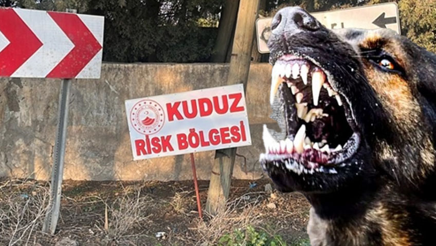 O ilde kuduz alarmı! 4 mahalle karantinaya alındı