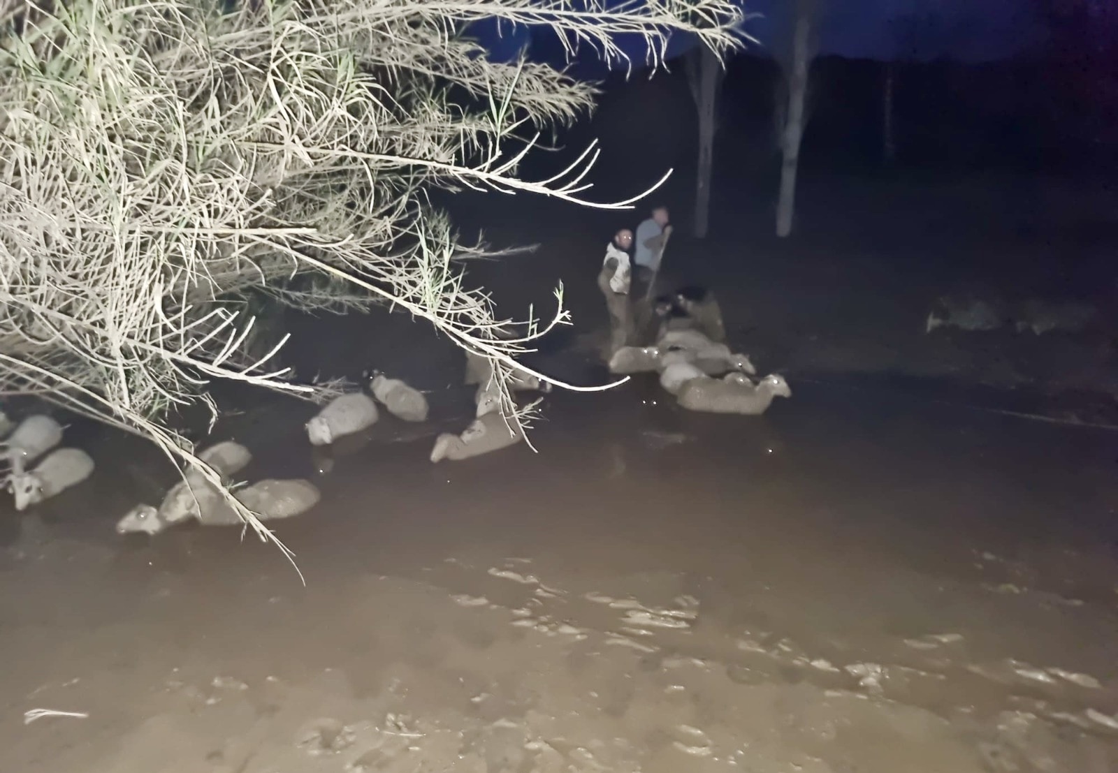 Muğla'da çamura saplanan 30 koyun kurtarıldı, 2 koyun telef oldu