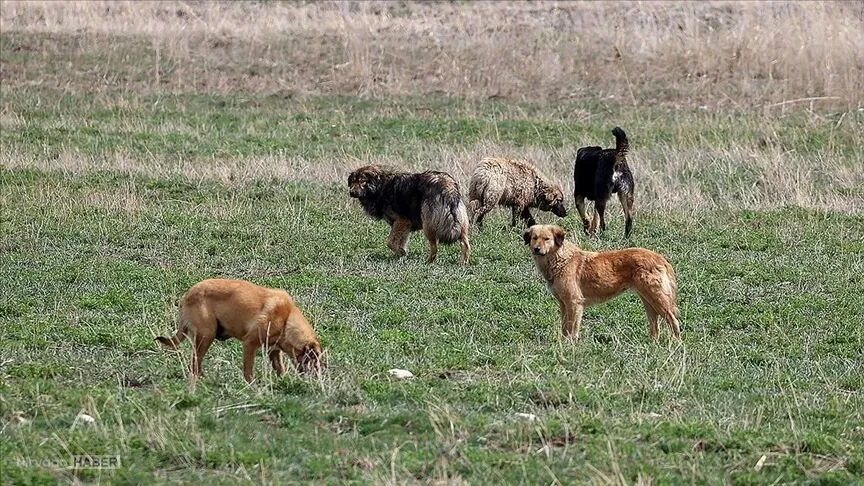 sahipsiz köpekler.webp