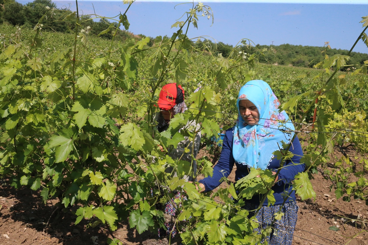 Tokat'ın Coğrafi İşaretli Narince Bağ Yaprağında Hasat Zamani