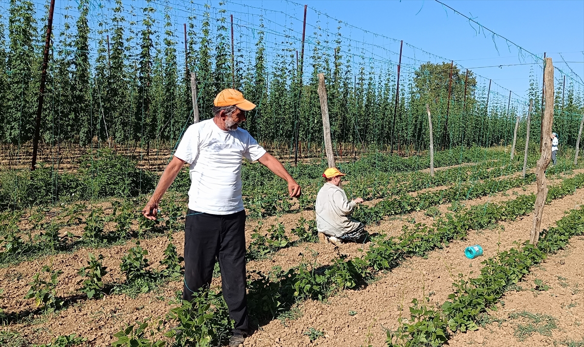 Bilecik'te Tescilli Boncuk Fasulyenin Hasat Hazırlıkları Sürüyor