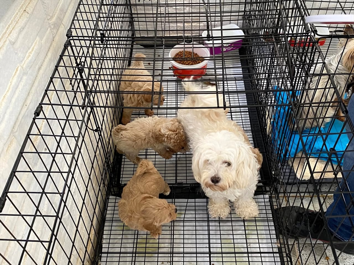 Kırklareli'nde Kaçak Köpek Ticareti İhmali Ortaya Çıktı