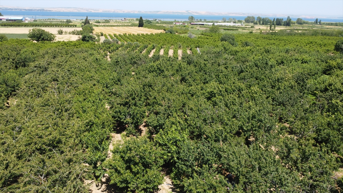 Çanakkale'nin Lapseki Kirazı Dünyaya Açılıyor