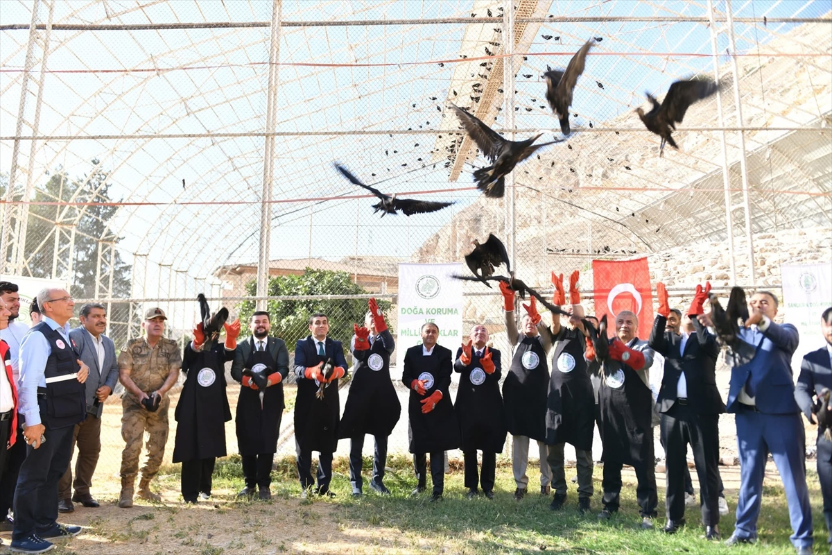 Şanlıurfa'nın Kelaynakları Göğe Kanat Açtı: 45 Kuş Doğaya Kavuşturuldu
