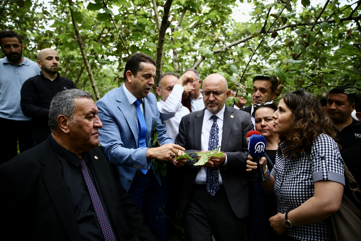 TBMM Heyeti Giresun ve Ordu'da Fındık Üretimini Tehdit Eden Zirai Dondan Bahsetti