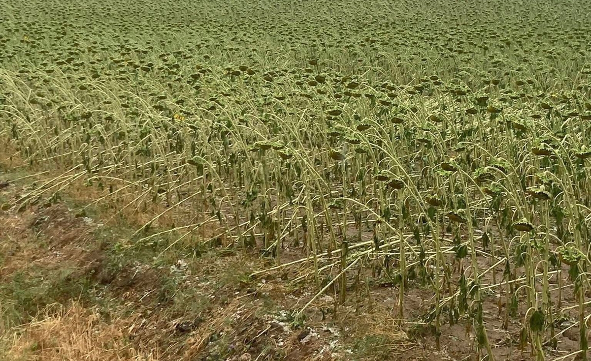 Tekirdağ'da Dolu Ekili Alanlara ve Arı Kovanlarına Zarar Verdi