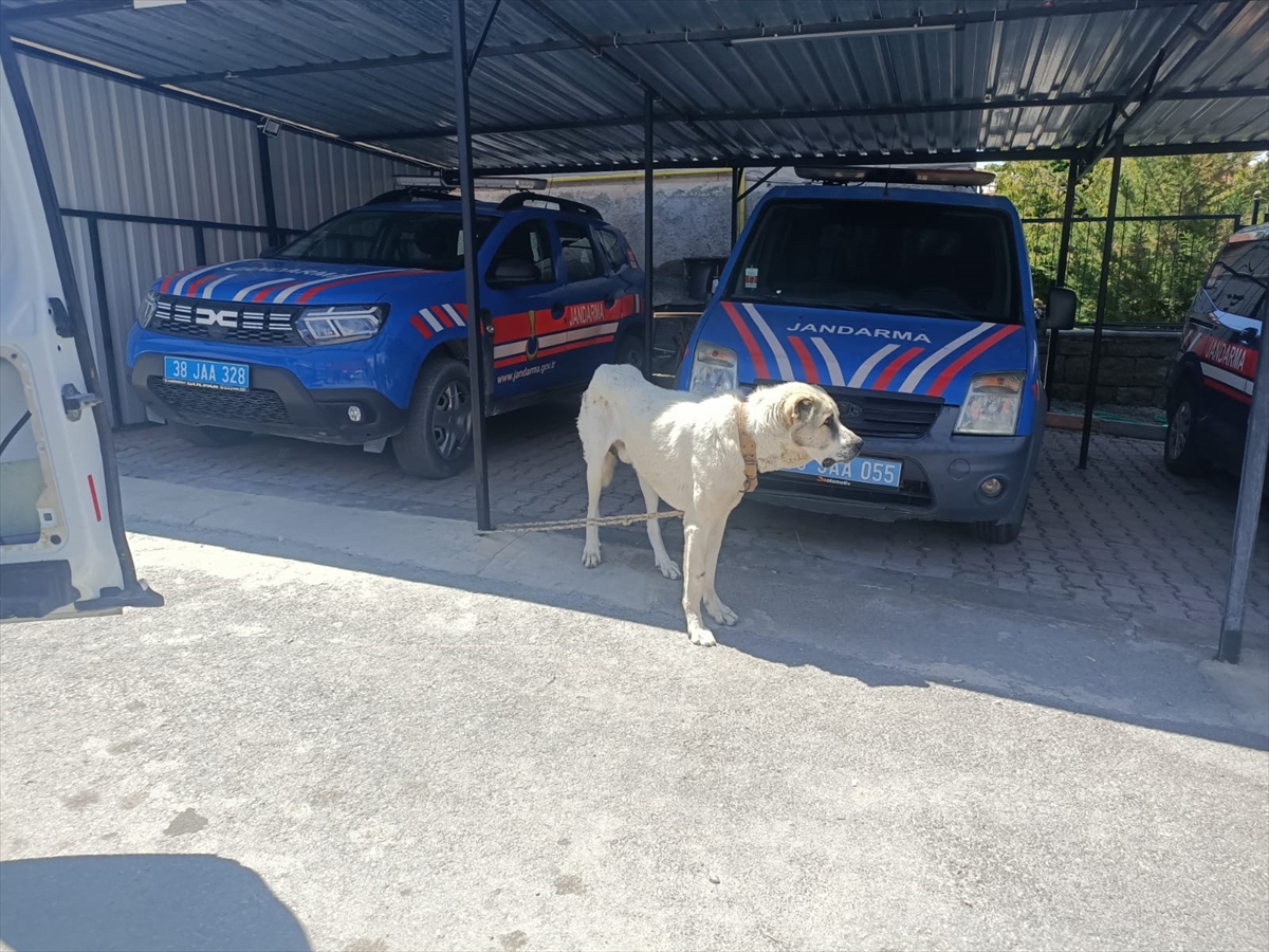 Kayseri'de Köpeği ile Araç Çekme Olayına Tepki: Ağır Para Cezası Kesildi