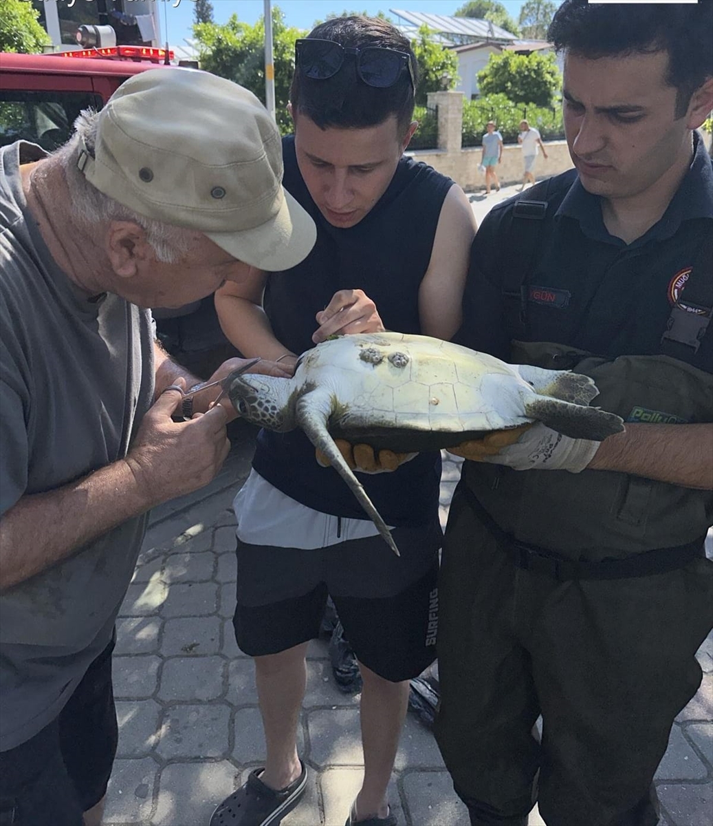 Fethiye'de Deniz Kaplumbağası Kurtarma Operasyonu