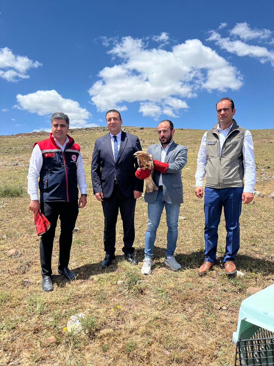 Erzurum'da Yaralı Bulunan Şahin Yeniden Doğada